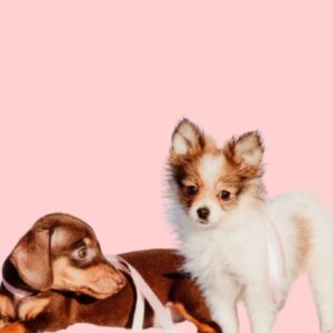 PUPPY YOGA DIA 8 ÀS 15H30