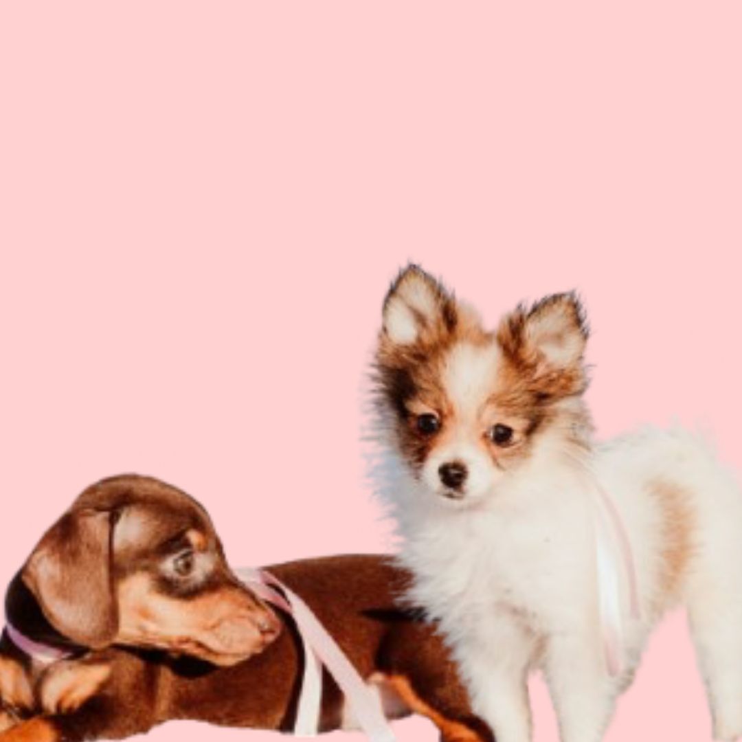 PUPPY YOGA DIA 9 ÀS 16H