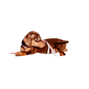 PUPPY YOGA DIA 16 ÀS 16H - TECKELS